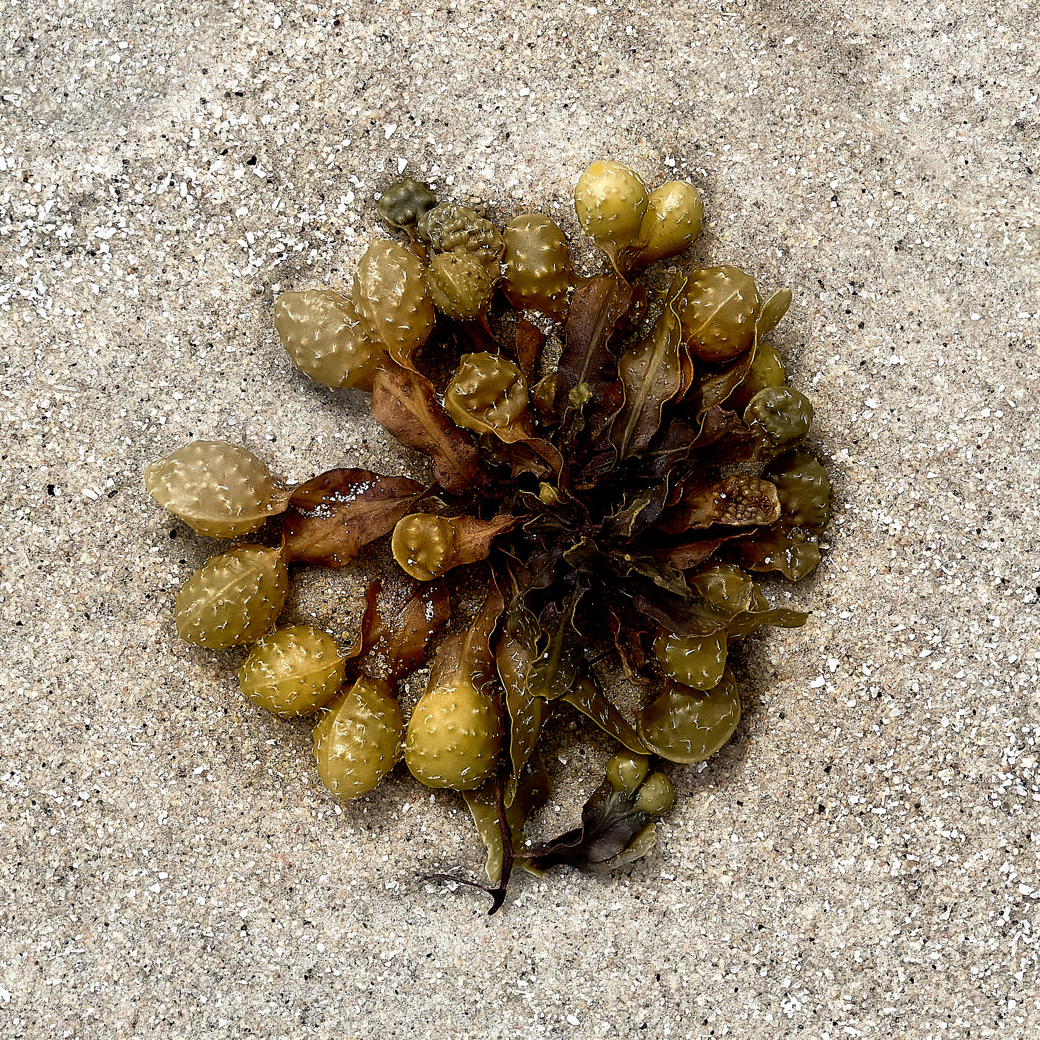 bladder wrack (Fucus vesiculosus)