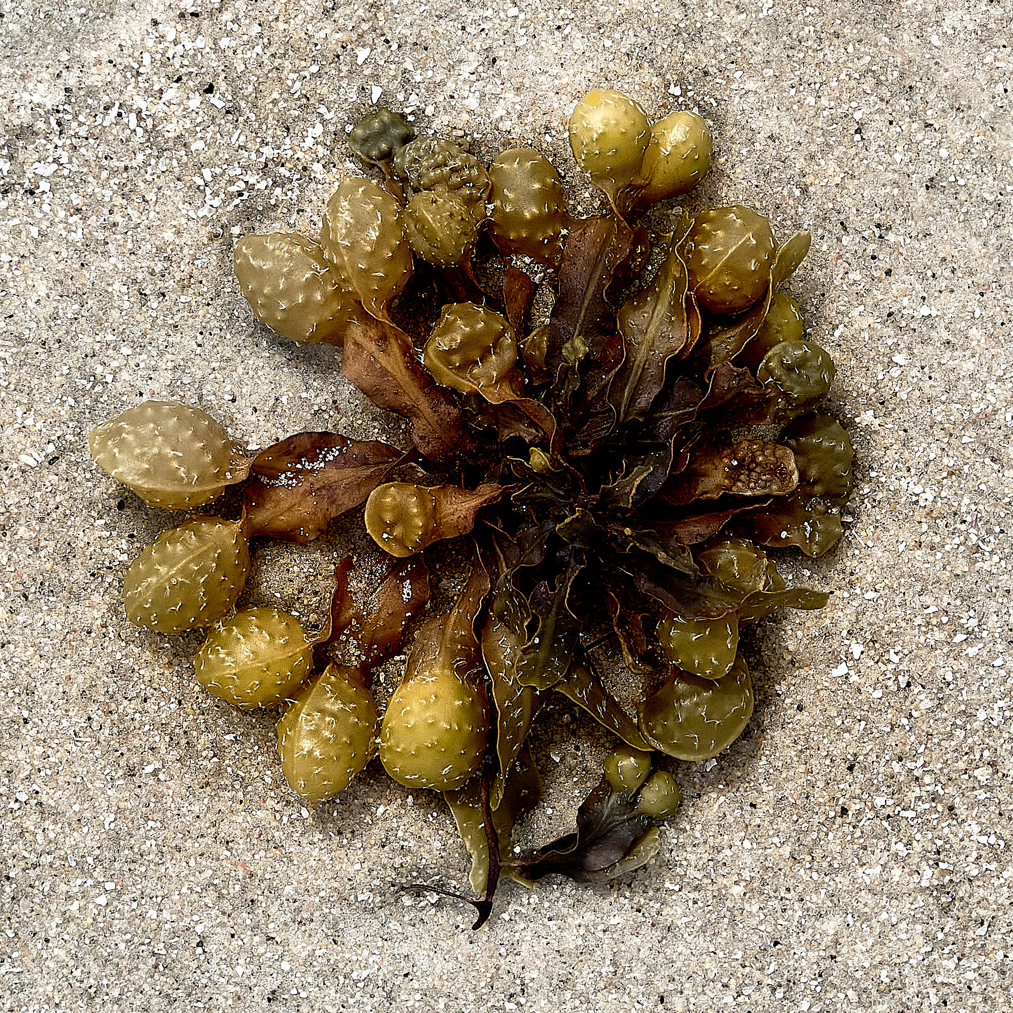 bladder wrack (Fucus vesiculosus)