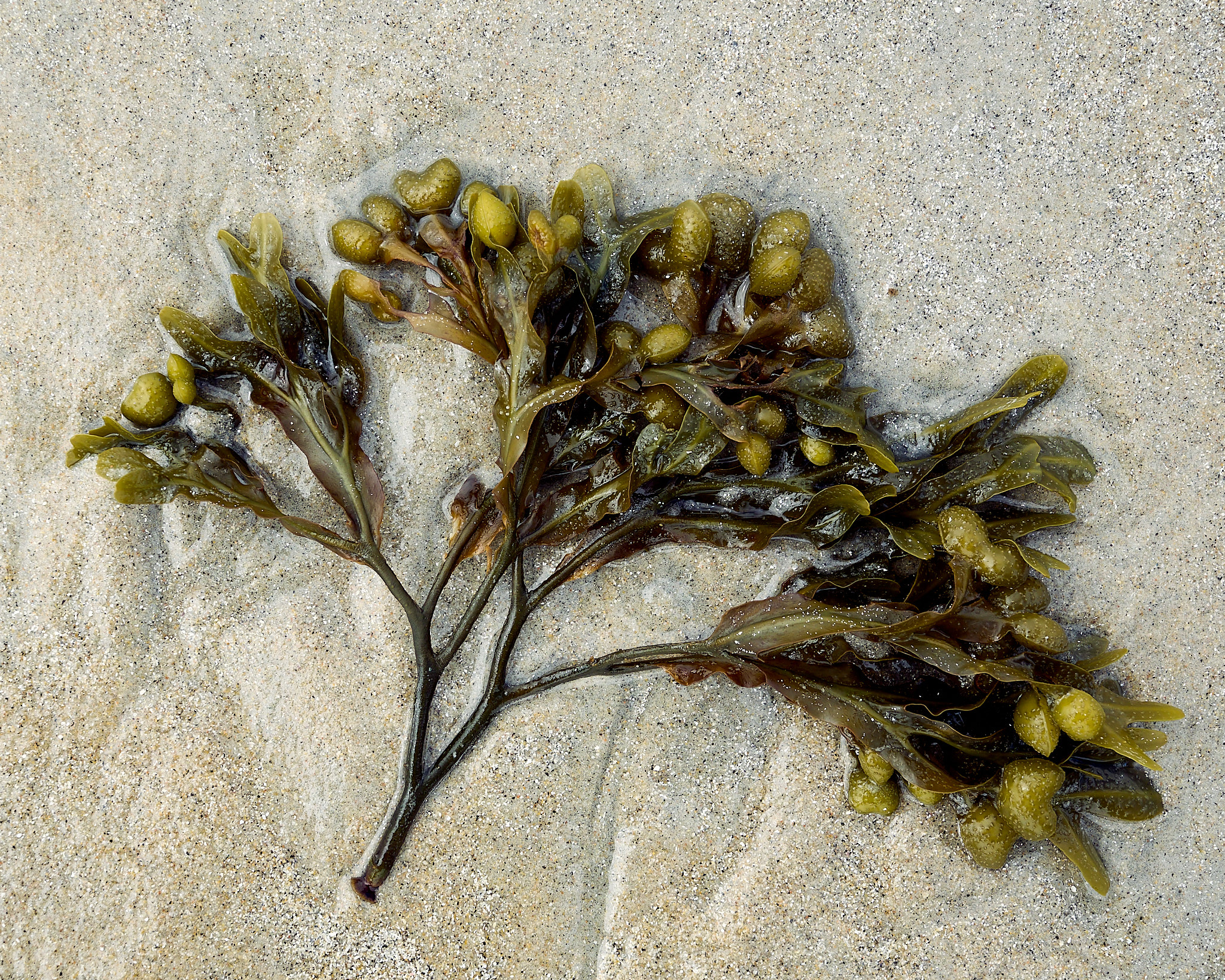 bladder wrack (Fucus vesiculosus)