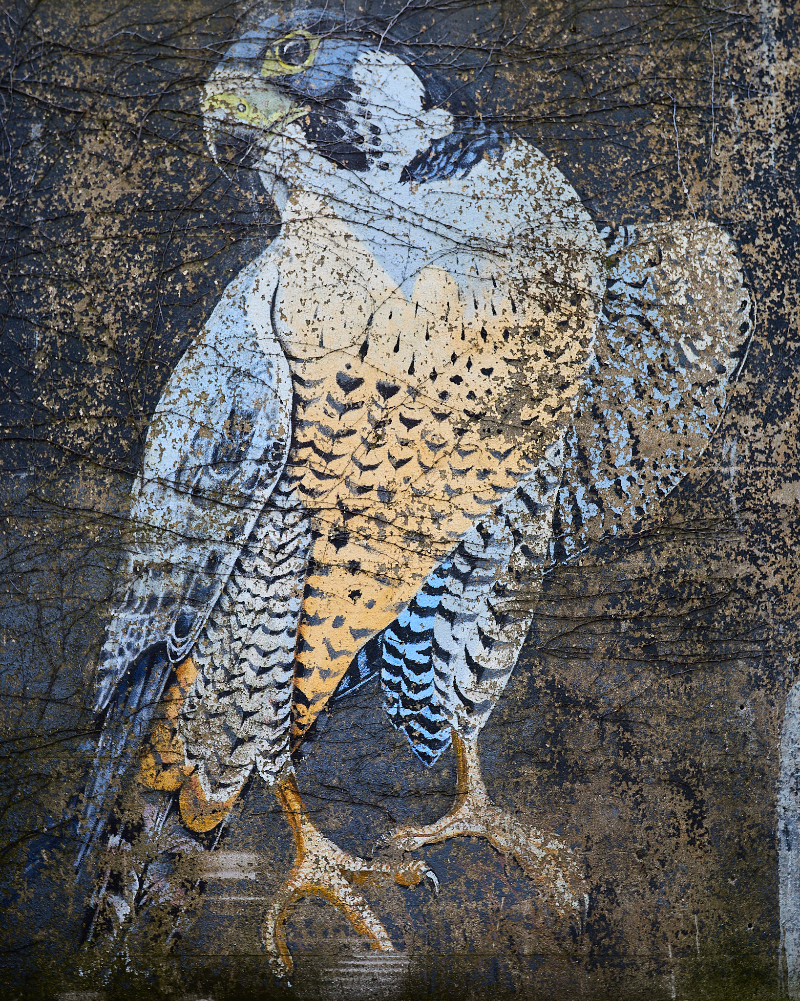 bird of prey