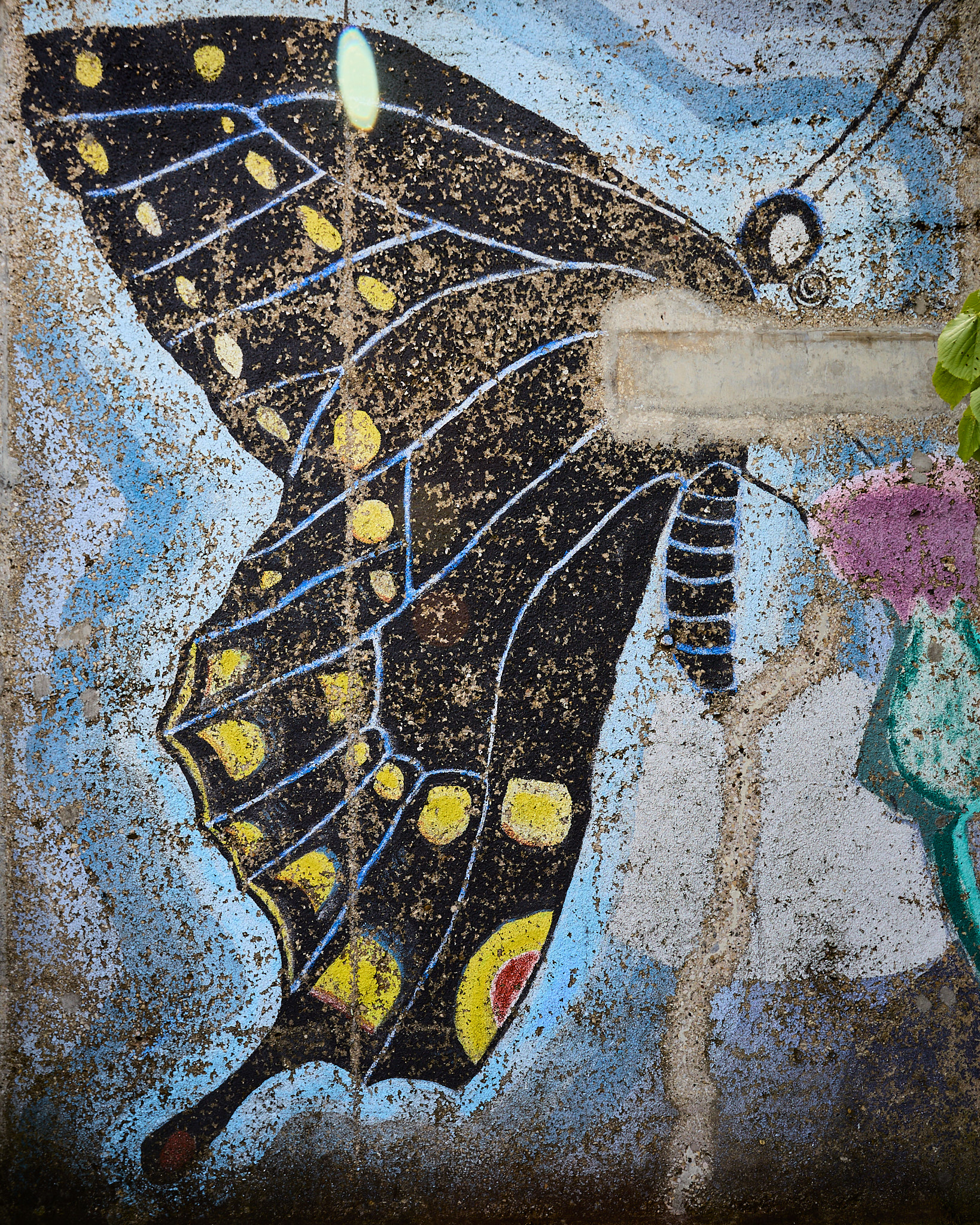 butterfly