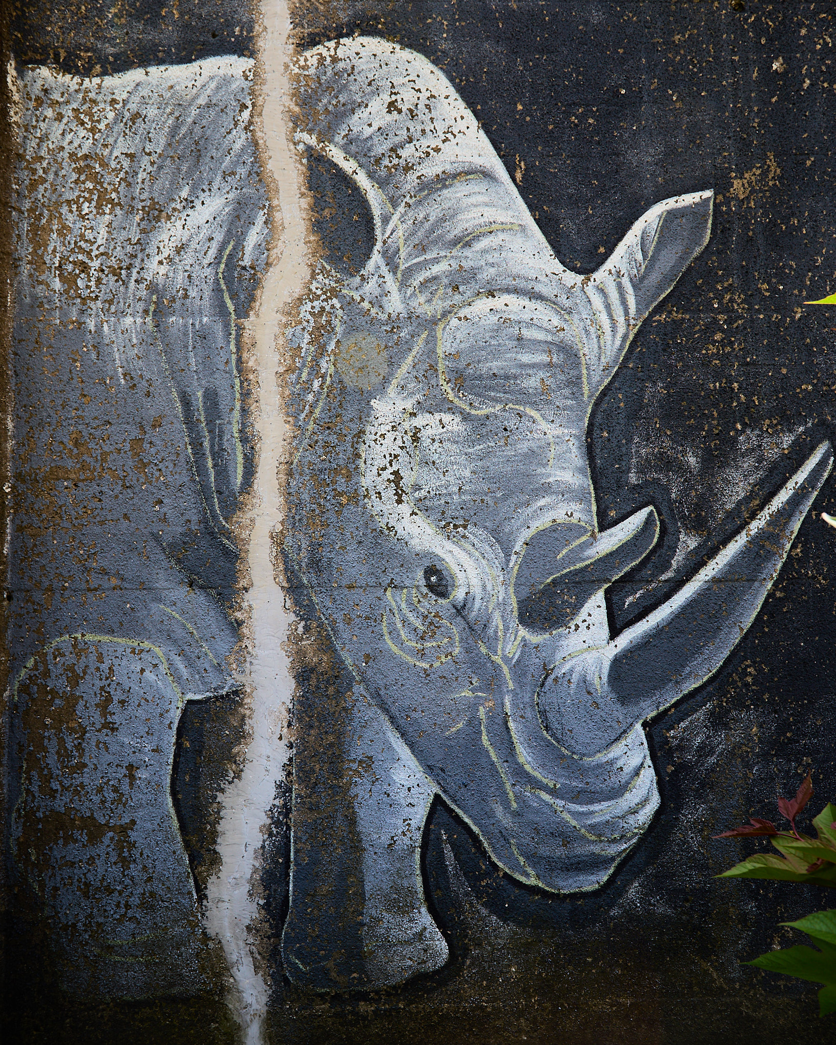 rhinoceros
