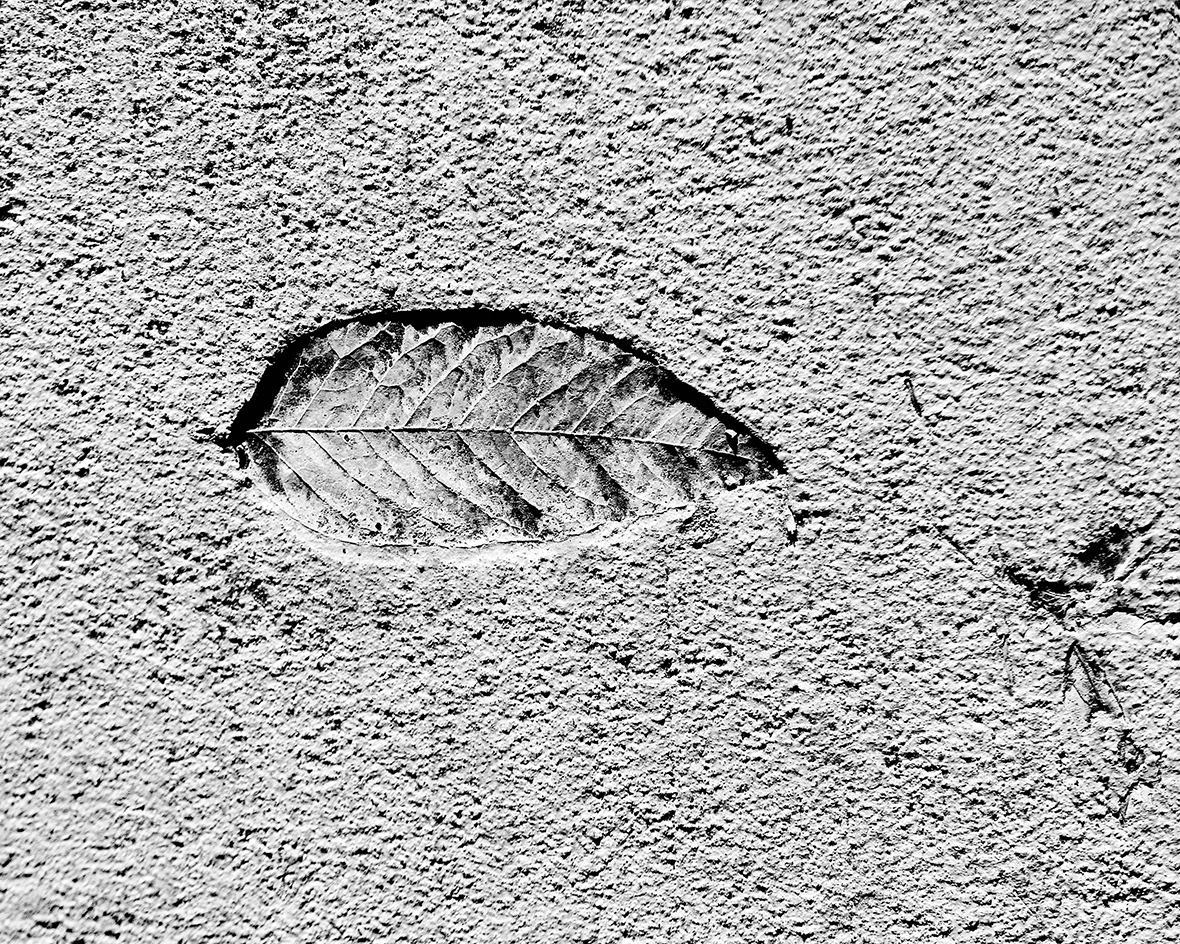 fossil
