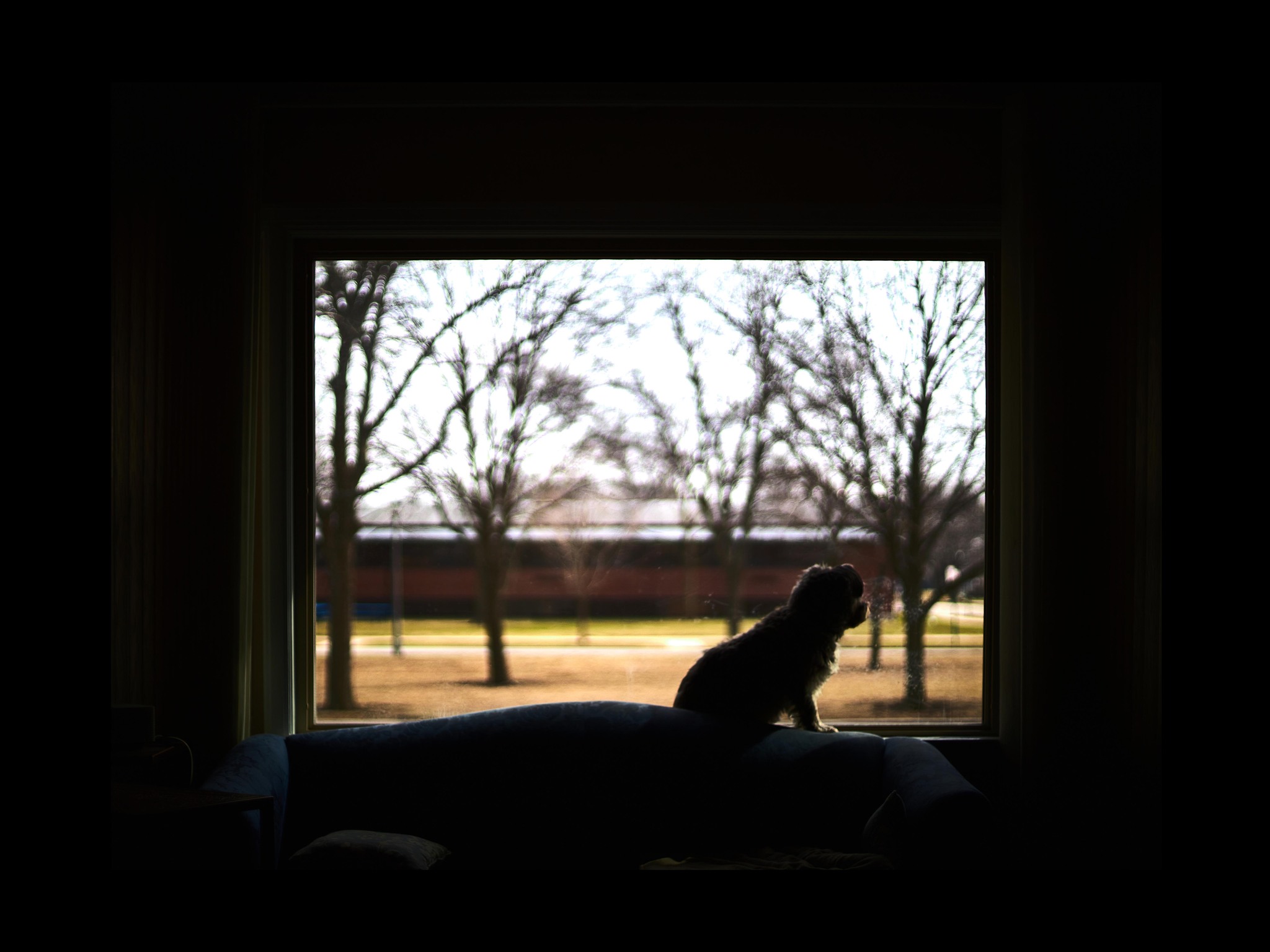 our dog looking out on a still world